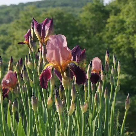 Charmante Zollhaus-wohnung - 2 Bis 3 Gaeste Naehe Schweiz Klettgau
